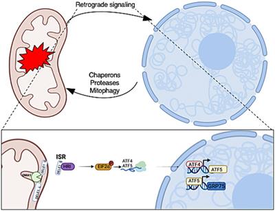 O-GlcNAc regulates the mitochondrial integrated stress response by regulating ATF4